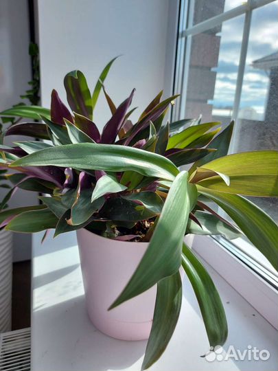 Традесканция рео