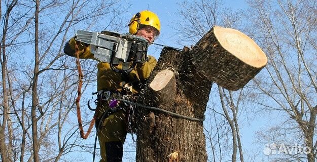 Спил деревьев, вывоз