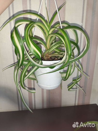 Хлорофитум кудрявый