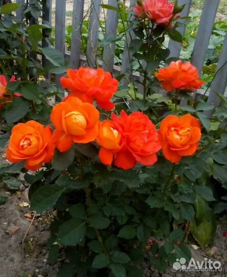 Розы все корнесобственные английские,10 сортов