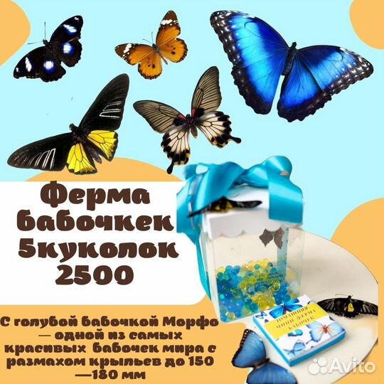 Ферма для выращивания бабочек