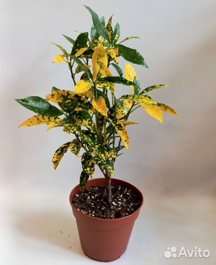 Кротон Тайский ассорти