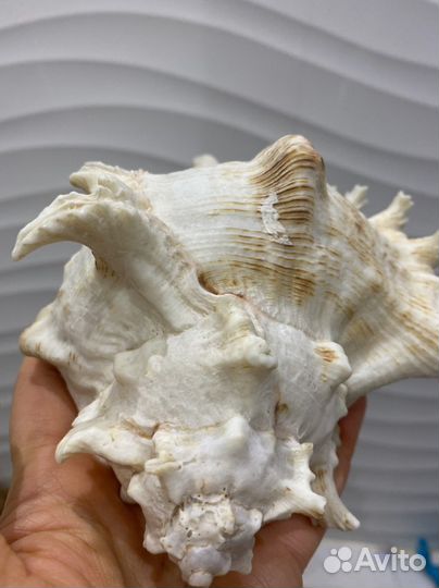 Раковина ракушка морская большая для аквариума