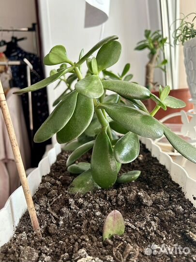 Денежное дерево/ толстянка