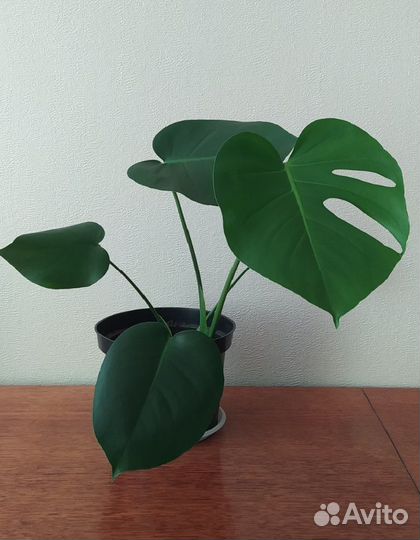 Монстера (молодые монстеры)