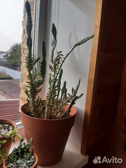 Опунция монаканта вариегата