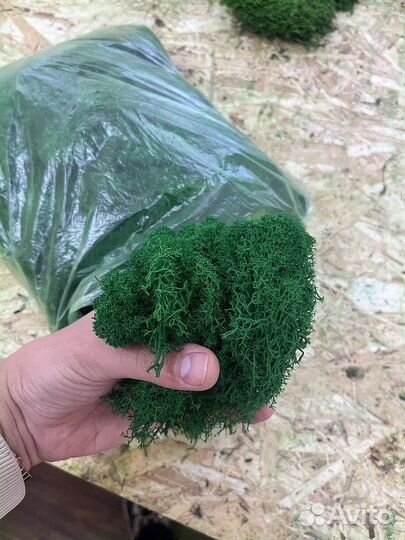 Стабилизированный мох ягель живой