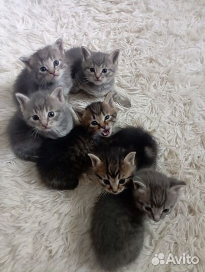 Отдам котят