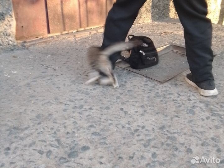Кошка в дар бесплатно