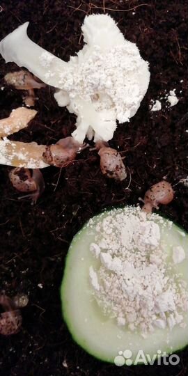 Улитки ахатины