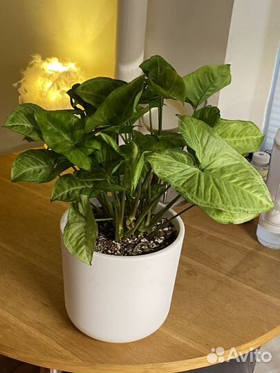 Сингониум вайт баттерфляй d21