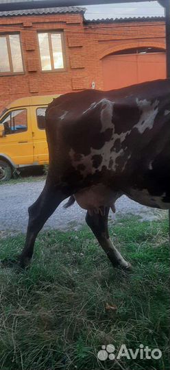 Корова дойная