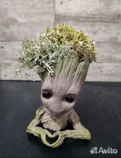 Дерево бонсай живое из цетрарии