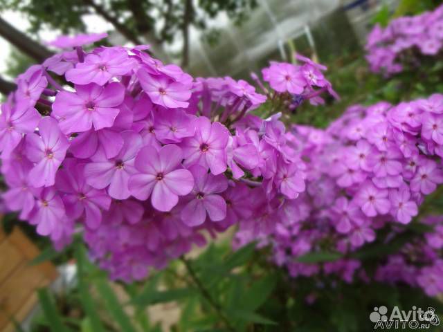 Флоксы метельчатые (разные)