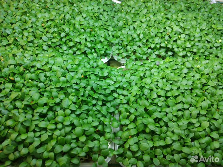 Франшиза производства микрозелени от собственника