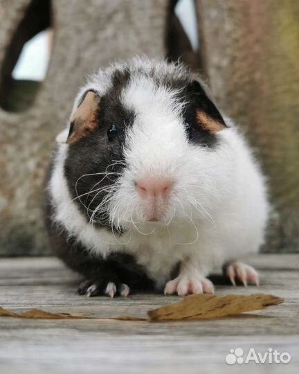 Морские свинки, американский тедди