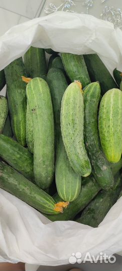 Огурцы свежие домашние