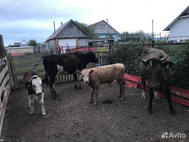 Телки, телята