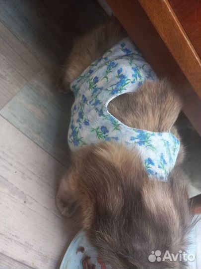 Кошечка