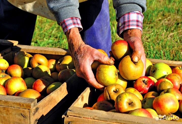 Вахта Сборщик яблок