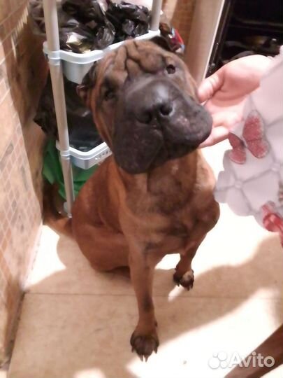 Вязка собак sharp