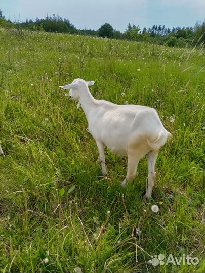 Дойные козы