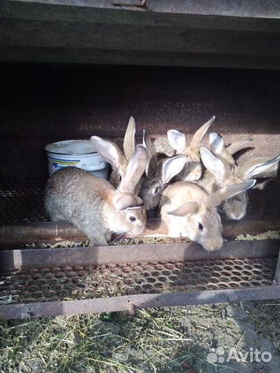 Кролики простые