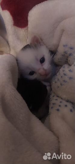 Котята в добрые руки мальчики
