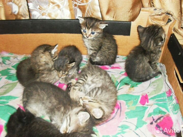 Котята в добрые руки