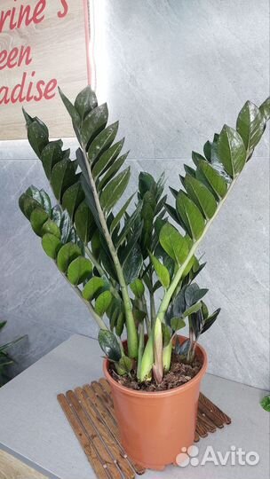 Замиокулькас super нова