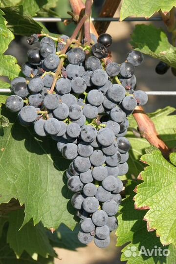 Саженцы винограда 