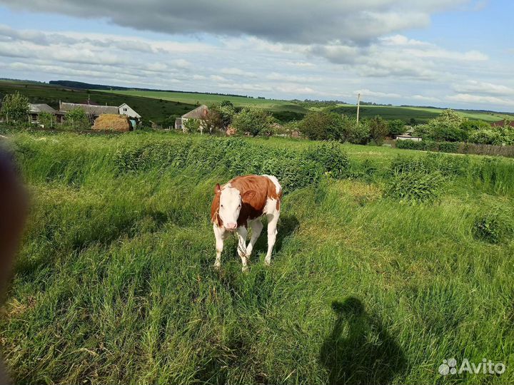 Три коровы дойные и тёлочка 4 месяца на племя
