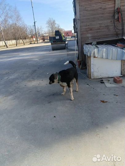 Собака в добрые руки