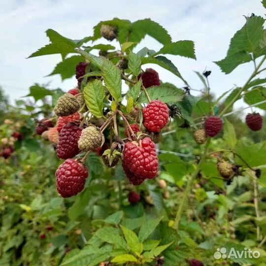 Малина ягоды свежая