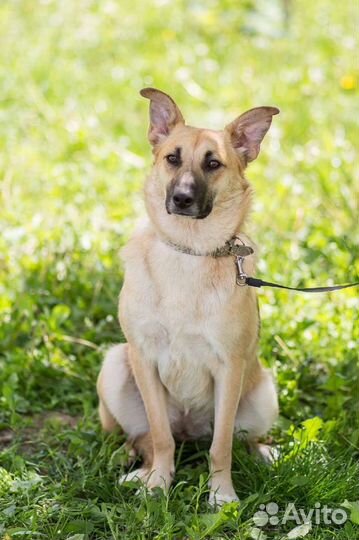 Собака в дар