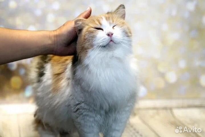 Кошка в добрые руки