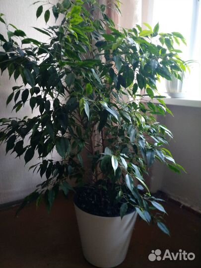 Фикус Бенджамина большой