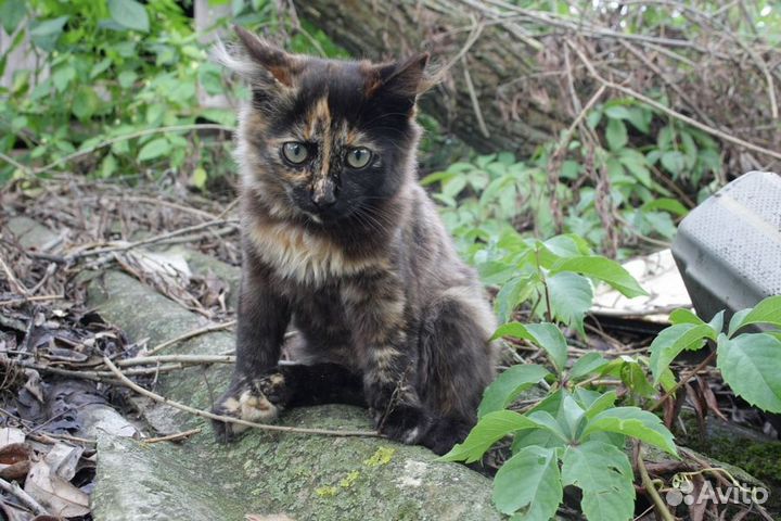 Котенок кошечка