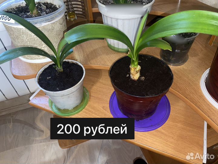 Кливия
