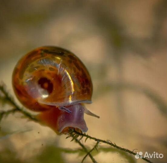 Улитки аквариумные