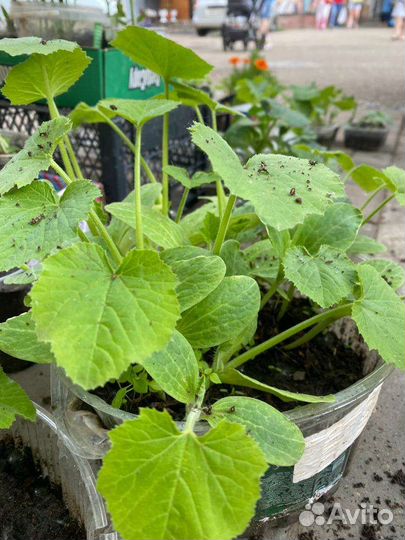 Рассада кабачки перцы