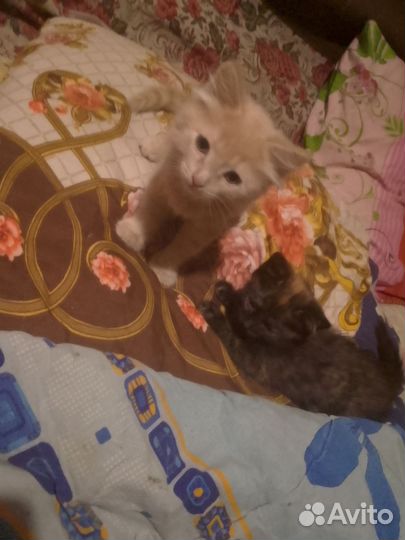 Отдам бесплатно