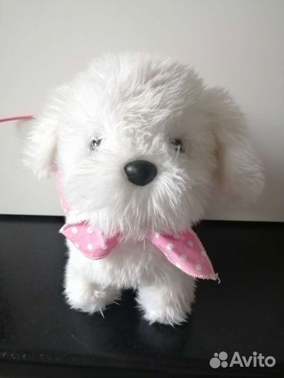 Собака на поводке