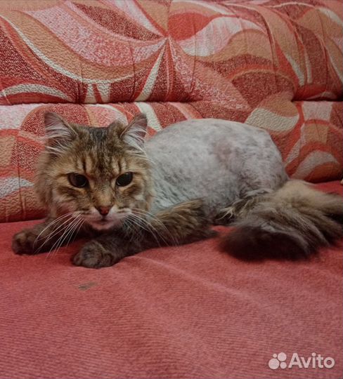 Груминг (модели)