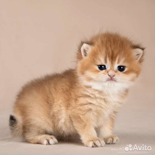 Мальчик золотая британская шиншилла дш