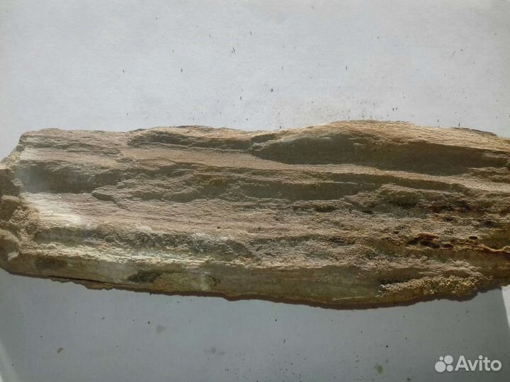 Окаменелое дерево