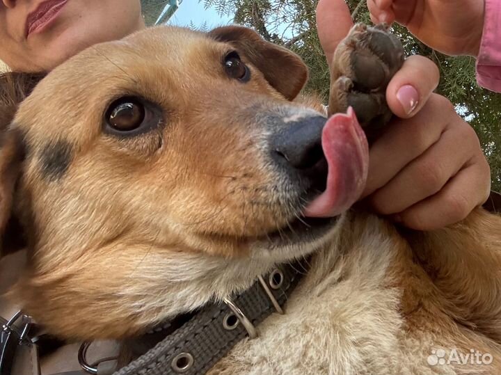 Собака в добрые руки