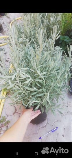 Кусты зубчатой лаванды, 3-летки