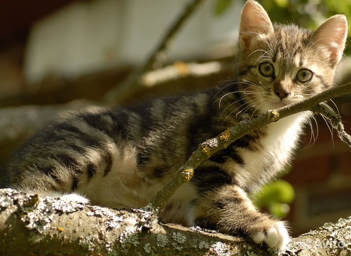 Котенок девочка 2,5 мес