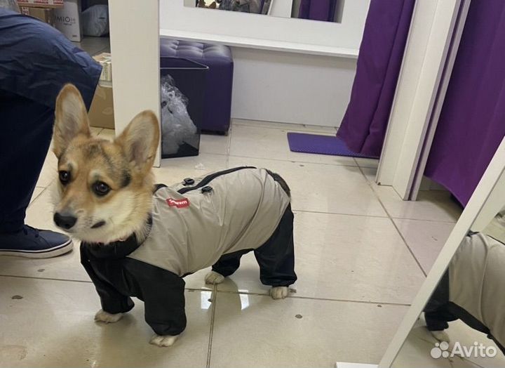 Дождевик для собак средних пород 2XL